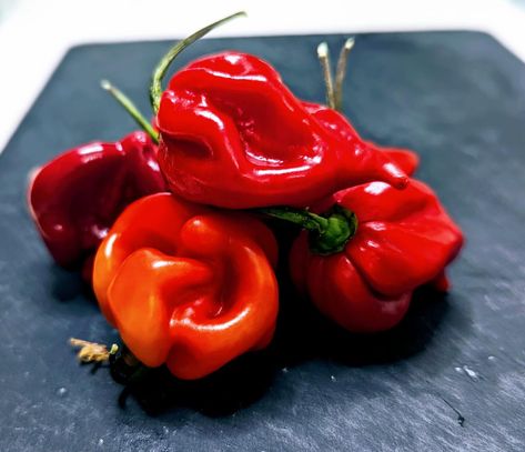 S - "Scotch Bonnet peppers, the fiery jewels of the Caribbean! 🏝️ Who else loves the heat and flavour they bring to dishes? #ScotchBonnetSpice #CaribbeanHeat" Scotch Bonnet Pepper, Scotch Bonnet, The Caribbean, Scotch, Peppers, The Heat, Heat, Stuffed Peppers, Quick Saves