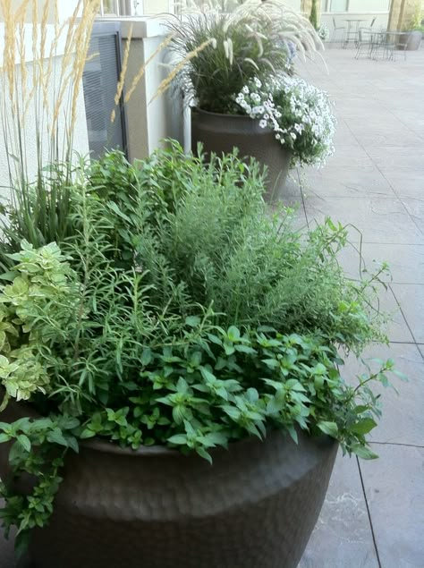 pot with 8 different kinds of herbs Chives Plant, Outdoor Deck Decorating, Herb Garden Pots, Growing Lavender, Types Of Herbs, Herb Gardens, Herb Planters, Herb Gardening, Herb Pots