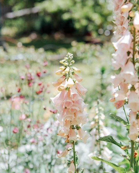 Gardening Aesthetic, Aesthetic Garden, View Landscape, Cottage Garden Design, Cottage Garden Plants, English Cottage Garden, Garden Aesthetic, Backyard Fire, Happy Summer