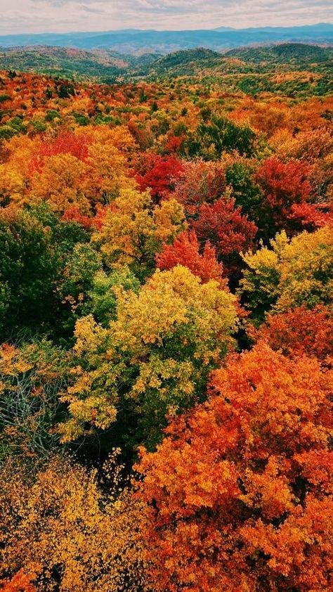 Fall Outside, Fall Landscape, Autumn Scenes, Colorful Trees, Autumn Scenery, Fall Feels, Autumn Beauty, Autumn Vibes, Fall Pictures