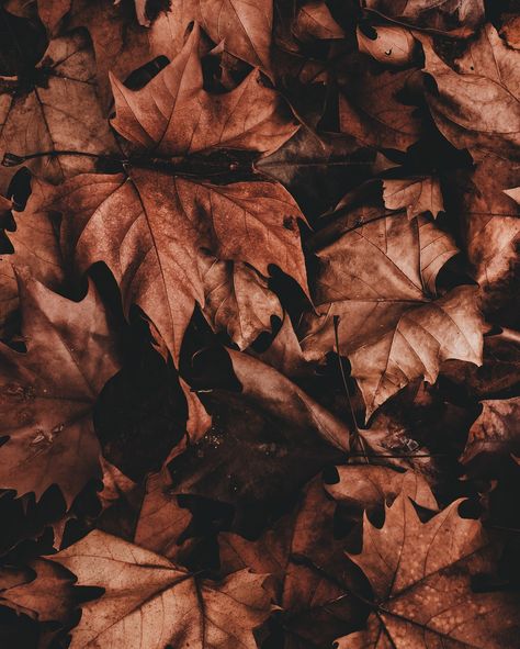 me and my ever growing collection of leaf photography (is that a thing? i’m making it a thing) wish you a happy week || boa semana 🍂🍃 Brown Leaves Aesthetic, Autumn Leaf Photography, Autumn Leaves Aesthetic, Leaves Aesthetic, Leaf Photography, Brown Leaves, Happy Week, Autumn Leaf, Aesthetic Women