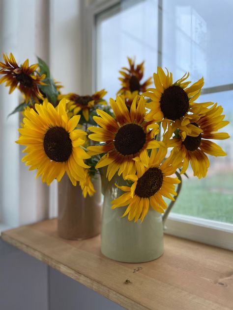 Sunflowers from my garden Sunflowers In A Pot, Garden Flowers, My Garden, Flower Garden, Planter Pots, Sunflower, Farmhouse, Interior Design, Plants