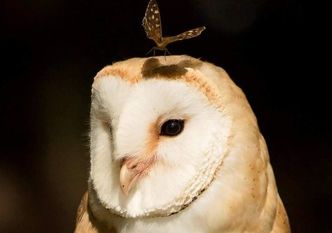 Owl Pics, Owl Quotes, Owl Butterfly, Awesome Owls, Owl Head, Barn Owls, Adventure Stories, Owl Pictures, Lovely Animals