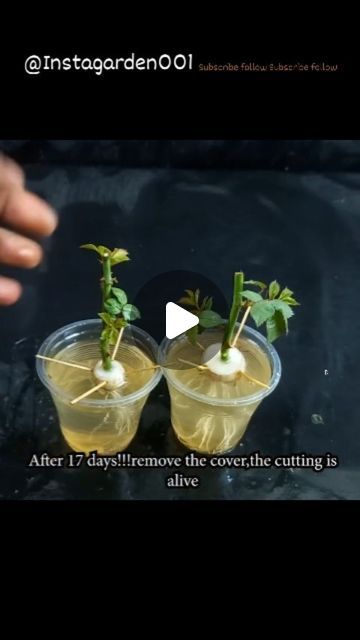 Rose Propagation, Propagating Roses, Roses, On Instagram, Instagram