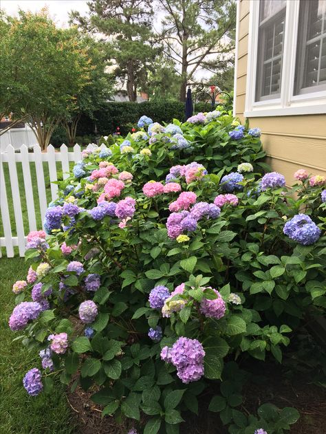 Big leaf hydrangeas have gorgeous showy blooms in June and July. Hydrangea Landscaping, Big Leaf Hydrangea, And July, Pool Deck, Cottage Garden, Front Yard, Hydrangea, Flower Garden, Yard