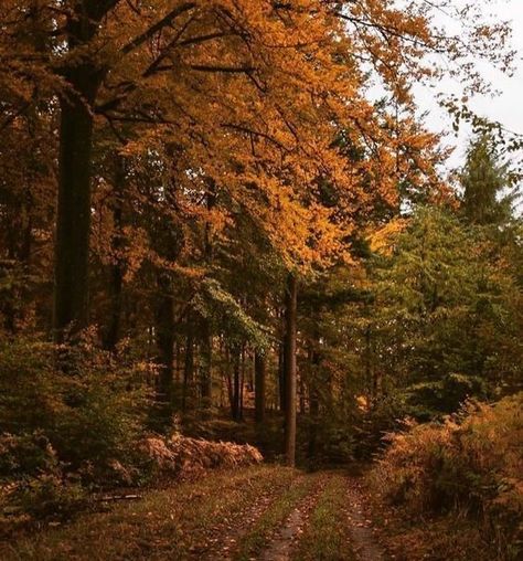 Cosy Autumn, Fall Mood Board, Autumn Magic, Season Of The Witch, Autumn Scenery, Fall Feels, Seasons Of The Year, Autumn Vibes, Best Seasons