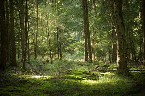 Forest Clearing Aesthetic, Forest Aesthetic Horizontal, Cherry Moodboard, Forest Horizontal, The Snow Child, Forest Sunrise, Camera Logos Design, Forest Of Dean, Park Forest