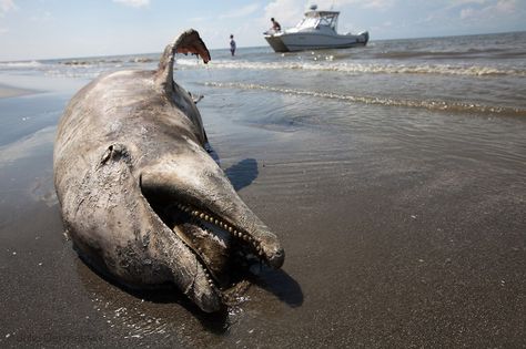 "Our government is indulging in a troubling fantasy that is eagerly abetted by the oil industry and pro-drilling politicians, dressing up deepwater offshore drilling as a safe operation so they can continue to rubber-stamp permit applications that contain laughable oil-spill response plans." Deepwater Horizon Oil Spill, Baby Dolphin, Oil Pollution, Deepwater Horizon, Baby Dolphins, Save Our Oceans, Food Web, Oil Spill, Marine Animals