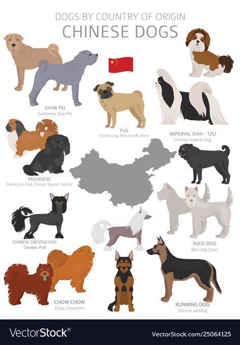 Cut Dogs, Dog Breeds Chart, Animal Infographic, Dog Design Art, Chinese Dog, Cute Dog Drawing, Shar Pei Dog, Corso Dog, Chinese Crested Dog