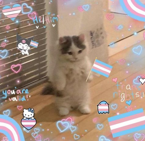 Lgbt Humor, Trans Art, Trans Boys, Lgbtq Funny, Catty Noir, Gay Memes, Trans Pride, Lgbt Art, Cat Icon