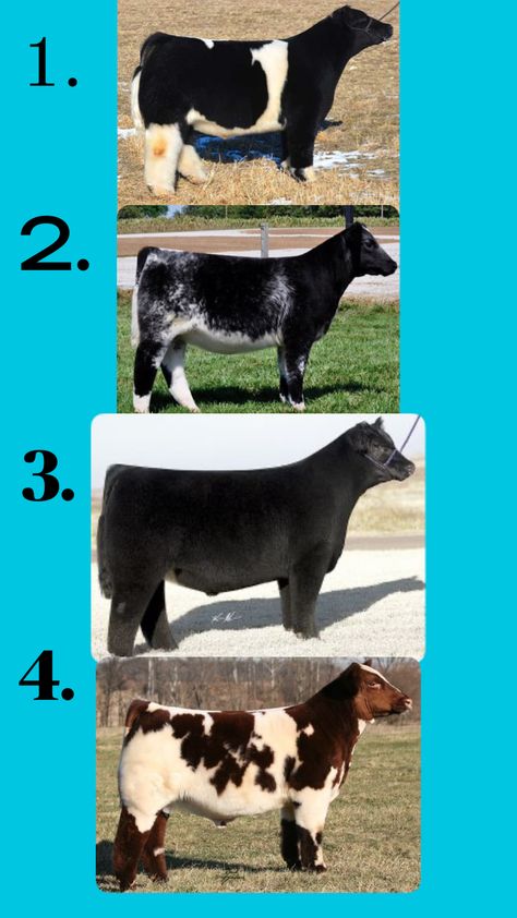 #livestock #livestockjudging #cattlejudging Comment your placings to hear mine and my take! Livestock Judging Outfits, Livestock Aesthetic, 4h Animals, Horse Love Quotes, Livestock Animals, Showing Cattle, Livestock Showing, Livestock Judging, Elk Pictures