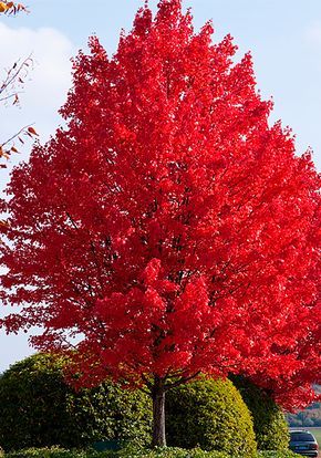 Autumn Blaze Maple, Red Maple Tree, Amazing Trees, Beautiful Trees, Ornamental Trees, Red Tree, Unique Trees, Colorful Trees, Nature Tree