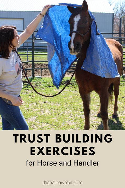 Horse Training Obstacles, Ground Work For Horses Exercises, Working With Horses, Teaching Horse Riding Lessons, Desensitizing Horses Ideas, Horse Ground Work, Ground Work Exercises Horse, Horse Liberty Training, Liberty Work With Horses