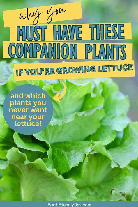 Create harmony in your lettuce garden with the perfect plant partners! Explore our selection of the best companion plants for lettuce that promote healthy growth and maximize yields for your leafy greens. From attracting beneficial insects to enriching soil, discover the diverse benefits of strategic plant pairings with these best lettuce companion plants. Elevate your gardening skills and cultivate a vibrant and sustainable garden oasis when you discover the best companion plants for lettuce! Lettuce Garden, Bitter Lettuce, Plant Pairings, Planting Lettuce, Best Companion Plants, Companion Planting Guide, Companion Gardening, Growing Lettuce, Companion Plants