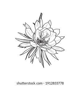 Flor Tattoo, Simple Tats, Night Tattoo, Night Blooming Flowers, Flower Wrist Tattoos, Phoenix Tattoo Design, Queen Of The Night, Tasteful Tattoos, Vine Tattoos