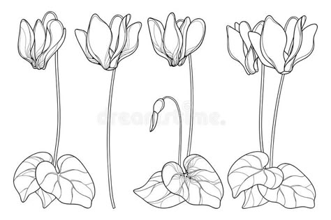 Vector set of outline Cyclamen or Alpine violet flower bunch, bud and leaf in black isolated on white background. Ornate Alpine mountain bouquet in contour royalty free illustration Cyclamen Flower Tattoo, Watercolour Cyclamen, Cyclamen Flower Drawing, Cyclamen Drawing, Cyclamen Tattoo, Mountain Bouquet, Cyclamen Flower, Violet Flower Tattoos, Violet Tattoo