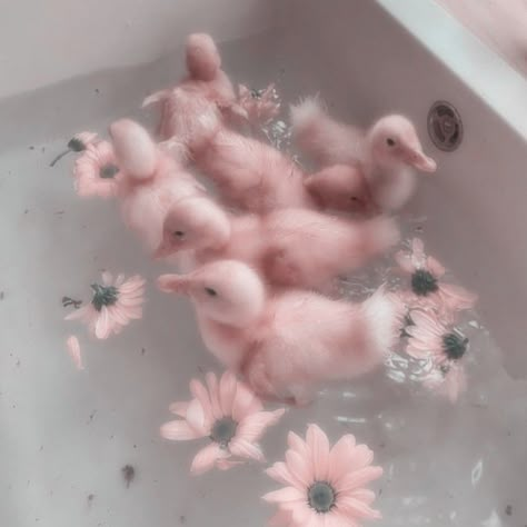 Pink Aesthetic Nature, Pink Widget, Pretty Snakes, Cute Ducks, Duck Wallpaper, Cute Ducklings, Pink Wallpaper Girly, Soft Pink Theme, Cute Small Animals