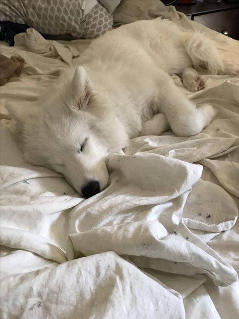 White Dog Breeds, Samoyed Puppy, Samoyed Dogs, Pretty Dogs, Pretty Animals, White Dog, Silly Animals, Sleeping Dogs, Cute Animal Photos