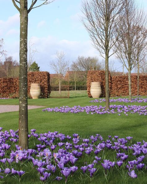 Stephen on Instagram: “Planted crocus circles around the trees along the drive a couple of years ago. Looking lovely now 👌💚 #gardens #crocus #spring #gardening…” Spring Gardening, The Gardener, Spring Bulbs, Magical Garden, Back Gardens, Planting Bulbs, Back Garden, Botany, Backyard Garden