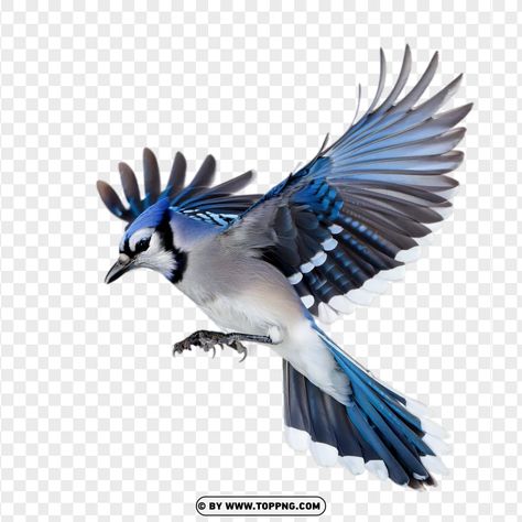 Bird Flying Side View, Blue Jay Flying, Bird Anatomy, Drawing Projects, Side Profile, Song Bird, Birds Flying, Blue Jay, Tshirt Design