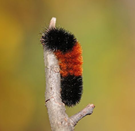 Acorn Meaning, Wooly Caterpillar, Getting Rid Of Crickets, Getting Rid Of Raccoons, Wooly Bear Caterpillar, Fuzzy Caterpillar, Woolly Bear, Diy Steps, Solar Water Heating