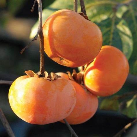 Persimmon — A Natural Farm Persimmon Plant, American Persimmon, Persimmon Tree, Persimmon Fruit, Fruit Bearing Trees, Plant Outdoor, Gladioli, Free Fruit, Fruit Seeds