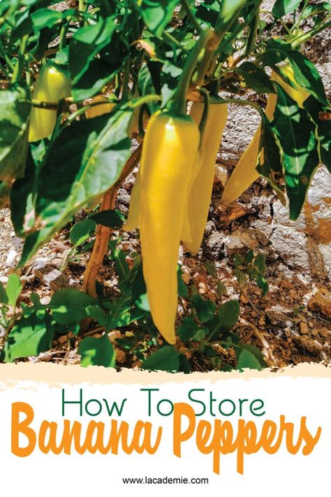 How To Store Bananas, Canning Banana Peppers, Sweet Banana Peppers, Pickled Banana Peppers, Pepper Salsa, Raw Banana, Vegetable Snacks, Pickling Salt, Capsicum Annuum