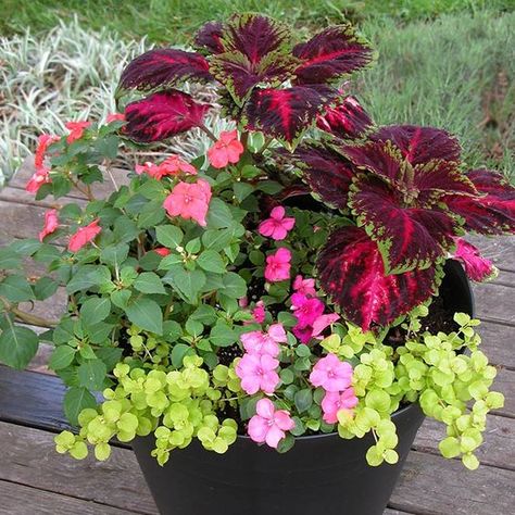 Shade Container of ‘Kong Red’ Coleus with Pink and Salmon Impatiens, and Lime-green Pennywort.: Plants Pictures, Container Planting, Balcony Flowers, Container Gardening Flowers, Balcony Plants, Garden Containers, Plant Combinations, Container Flowers, Shade Plants