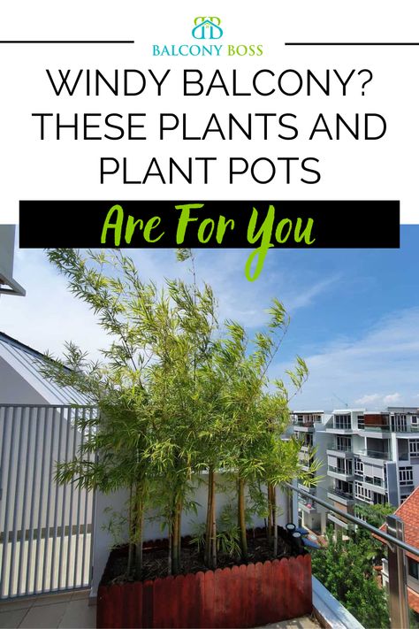 There are some challenges when finding plants for a windy balcony. The biggest is finding ones that either won’t blow over or will survive particularly windy conditions. The same is true, to an extent, for plant pots, although they can help combat windy conditions. In this post, we’ll go over the best plants for a windy balcony and suggest some of the most suitable pots for keeping your plants in place. Front Balcony Design, Tall Potted Plants, Front Porch Plants, Porch Plants, Privacy Plants, Outside Plants, Balcony Plants, Best Plants, Wind Protection