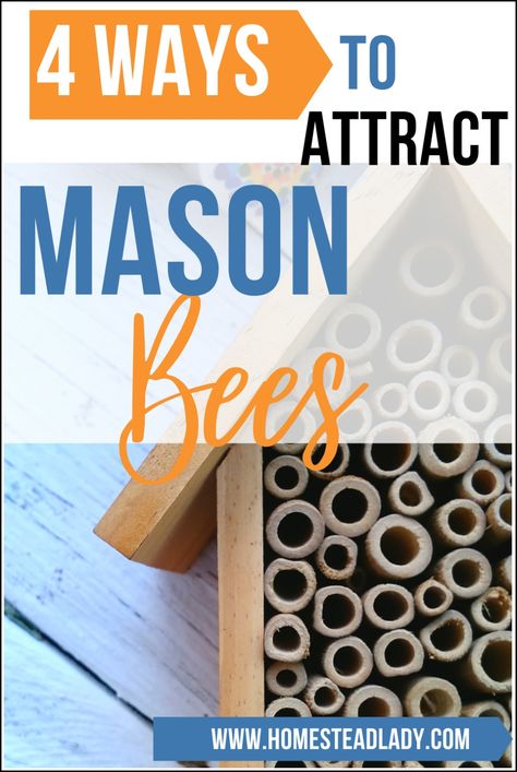 4 simple steps to attract mason bees to fruit trees l Includes instructions for DIY mason bee house, facts, care and use of mason bees in the home orchard l Homesteadlady.com #bees #masonbees #pollinators #homesteading #fruittrees #organicorchard Mason Bees Keeping, Mason Bee House Diy How To Build, Diy Mason Bee House, Bee Habitat Diy, How To Make A Bee House, Bee Houses Diy How To Build, Bee Boxes Diy, Bee Hotels Diy, Bee House Diy