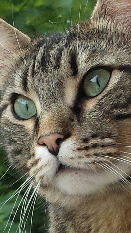 Beautiful cat --- green eyes Hover Cat, Kinds Of Cats, Curious Cat, Warrior Cat, Beautiful Cat, Cat Face, Pretty Cats, Tabby Cat, Free Stuff