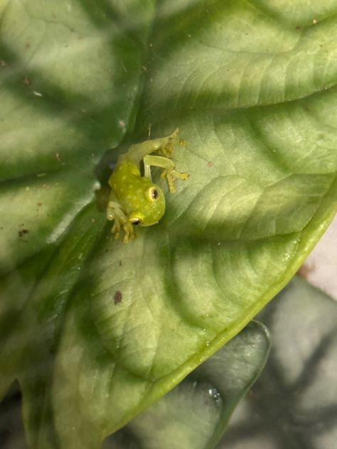 A small tiny glass tree frog 🫶🏽 Glass Frogs, Frog Terrarium, Pathfinder Character, Glass Frog, Glass Tree, Tree Frog, Tree Frogs, Frogs, Matilda