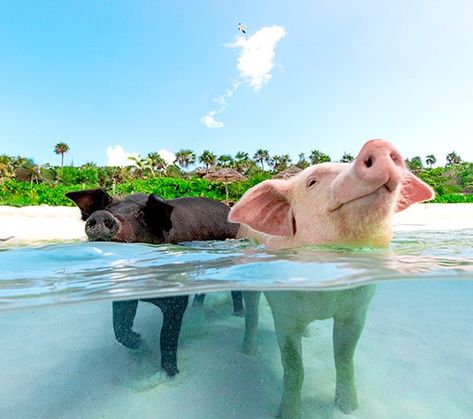 Swimming Pigs, In The Ocean, Bahamas, Pigs, The Ocean, Swimming, The World, Dogs, Travel