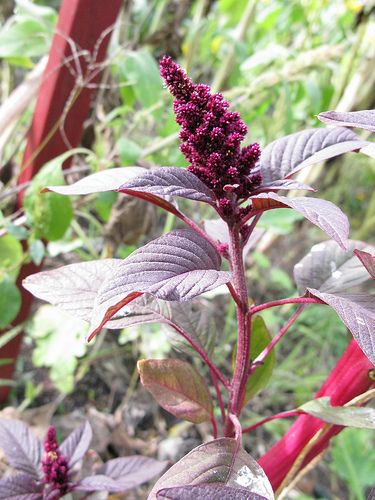 Red Amaranthus Druid Journal, Amaranth Plant, Nails Flowers, Foraged Food, Heirloom Vegetables, Spring Flowering Bulbs, Wallpaper Flower, Garden Spring, Plant Diseases