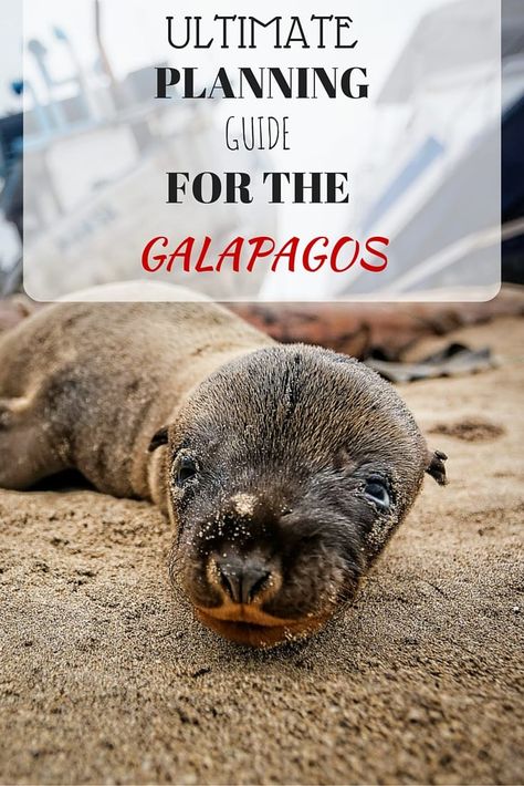 A detailed guide to preparing and planning for a Galapagos trip. Galapagos Islands Travel, Cuenca Ecuador, Ecuador Travel, Galapagos Islands, Travel South, South America Travel, Travel Images, Island Travel, Free Things