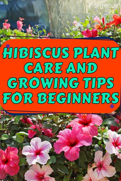 Hibiscus Plant Care Hibiscus Tree Care, Hibiscus Plant Care, Hibiscus Care, Growing Hibiscus, Backyard Birds Sanctuary, Hibiscus Tree, Hibiscus Garden, Butterfly Garden Plants, Garden Tips And Tricks