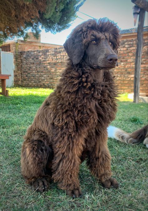 Dogs Doodle, Rock Pets, Brown Toy Poodle, Chocolate Poodle Miniature, Mini Puddle Dog Brown, Brown Poodle, Chocolate Poodle, Poodle Standard, Dark Brown Toy Poodle