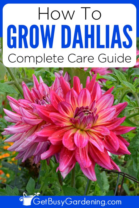 a pink dahlia plant booming in the garden Dahlia Plant, How To Grow Dahlias, Dahlia Care, Grow Dahlias, Garden Planning Layout, Plant Care Guide, Growing Dahlias, Cut Flower Garden, Flower Gardens