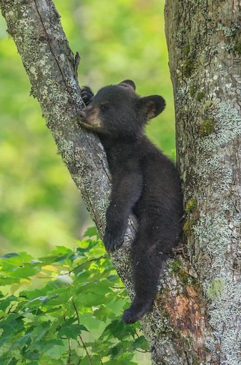 This is how I imagined Remy in the Thistlewood books! Photo Ours, Black Bear Cub, Bear Photos, Bear Pictures, Bear Cub, Bear Cubs, Cute Animal Pictures, Wildlife Animals, Cute Creatures