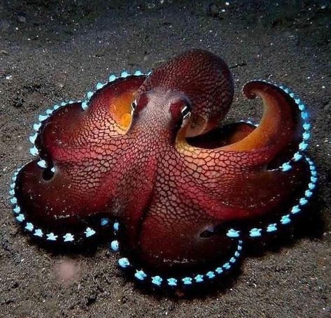 Octopus Photography, Octopus Facts, Octopus Photos, Coconut Octopus, Octopus Species, Mermaid Pictures, Octopus Art, Sea Monsters, Ocean Creatures