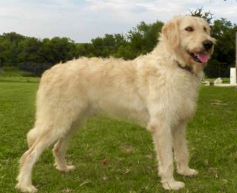 Labradoodle Straight Hair, Straight Hair Labradoodle, F1 Labradoodle, Best Food For Dogs, Dog Doodle, Food For Dogs, Dog Pee, Oodles Of Doodles, Best Dog Training