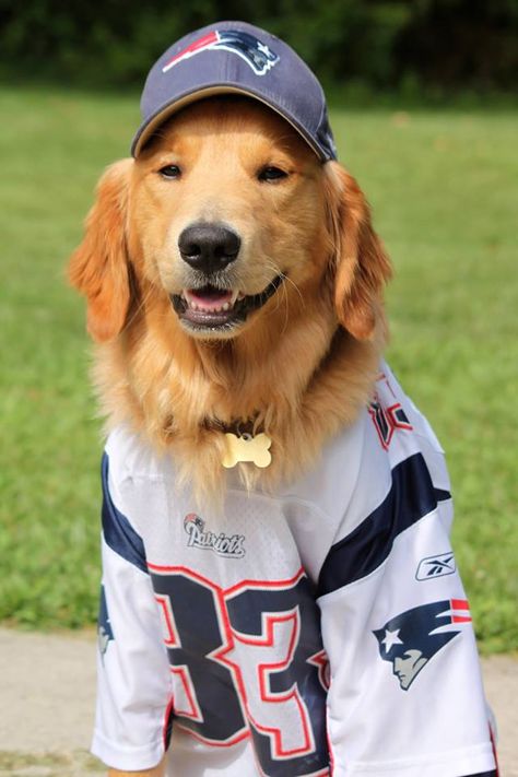 #Patriots Pup I have received the product(s) complimentary to test and/or review. #NFLfanstyle #contest Patriot Football, Football Decal, Fantasy Football League, Go Pats, Nfl Patriots, Patriots Fans, Patriots Football, Football Love, Fan Style