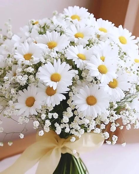 Daisy Flower Bouquet Aesthetic, Wedding Bouquets Daisies, Daisy And Baby Breath Bouquet, Bouquets With Daisies, Daisy And Rose Bouquet, White Daisy Wedding Bouquet, Wedding Daisies, Daisy Wedding Bouquet, White Daisy Bouquet