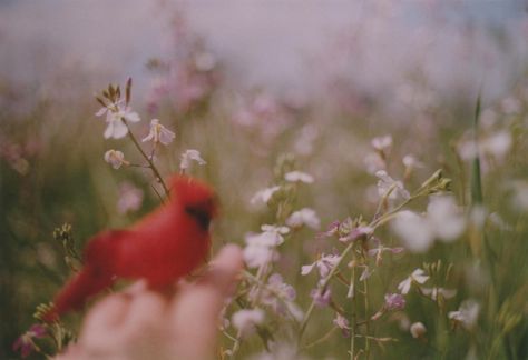 Red Bird Aesthetic, Bird Aesthetic, Red Cardinal Bird, Willow Park, Wings Like Eagles, Weather Seasons, Cardinal Bird, Red Bird, Red Cardinal