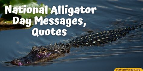 National Alligator Day Slogan Quote, Messages Quotes, Quotes Messages, Short And Sweet, Wishes Messages, Day Quotes, Alligator, Quote Of The Day, Quotes