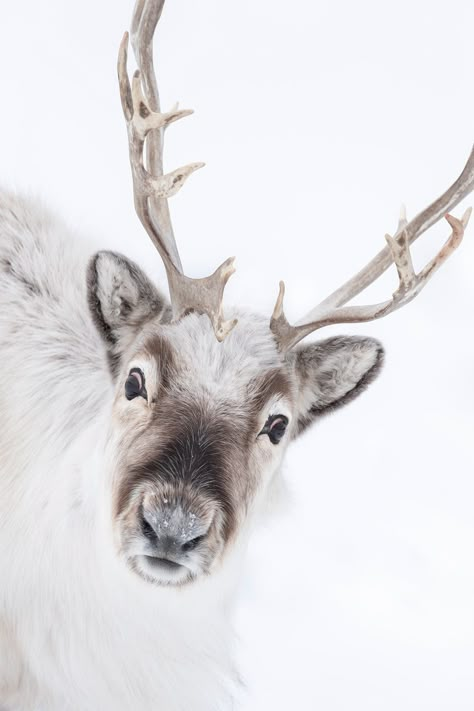 DAISY GILARDINI PHOTOGRAPHY Svalbard Reindeer, Winter Reindeer, Baby Reindeer, Deer Art, Winter Animals, African Elephant, Wild Nature, Sweet Animals, Animal Planet