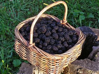 Virginia Recipes, Back To Eden Gardening, Archer's Voice, Growing Blackberries, Blackberry Cake, Berry Baskets, Aquaponics System, Growing Grapes, Sustainable Agriculture