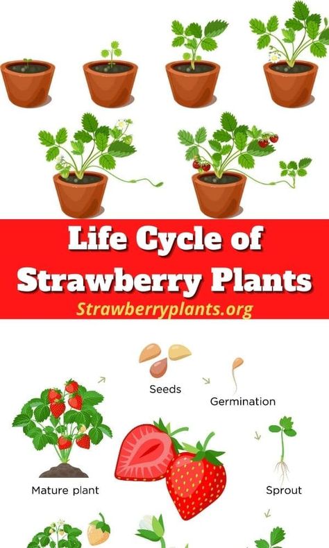 Plants Life Cycle Activities Free Printable, Life Cycle Of A Strawberry, Strawberry Life Cycle, Plants Life Cycle, Life Cycle Of A Strawberry Plant, Strawberry Seedlings, Life Cycle Of A Plant Anchor Chart, Life Cycle Of A Flowering Plant, Strawberry Growing