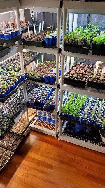 Selfsustainable Homestead, Indoor Seedling Setup, Indoor Farming At Home, Indoor Growing Setup, Seed Organization Ideas, Indoor Seed Starting Setup, Seed Starting Setup, Seed Organization, The Life I Want