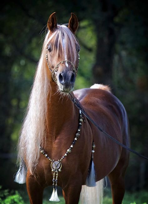 Fantasy Horse Tack, Egyptian Arabian Horses, Liver Chestnut, Miniature Ponies, Arab Horse, Horse Costume, Arabian Stallions, Pinto Horse, Beautiful Horse Pictures